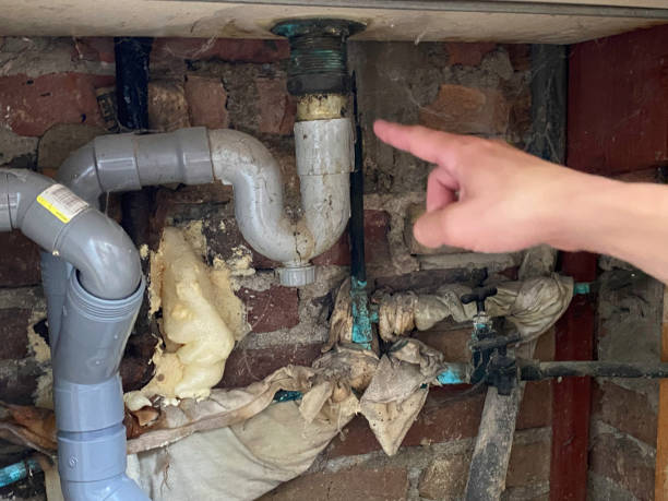Best Mold removal after water damage  in La Presa, CA